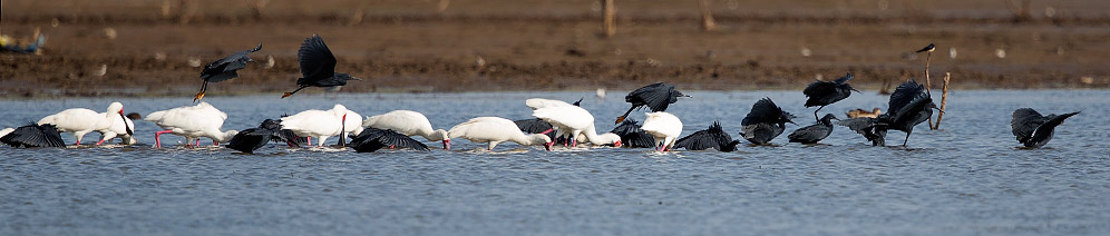 Black Egrets feeding with African Spoonbills